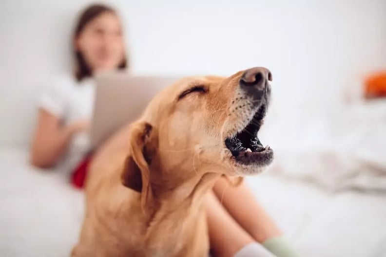 Stop barking cheap when not home